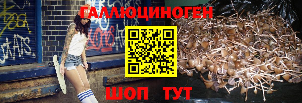Кизляр  Псилоцибиновые грибы MAGIC MUSHROOMS  купить закладку  Вход с VPN 